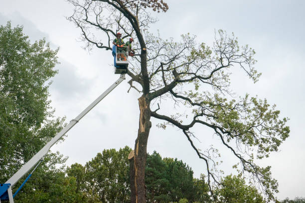 Best Tree Pruning Services  in Aurora, OH